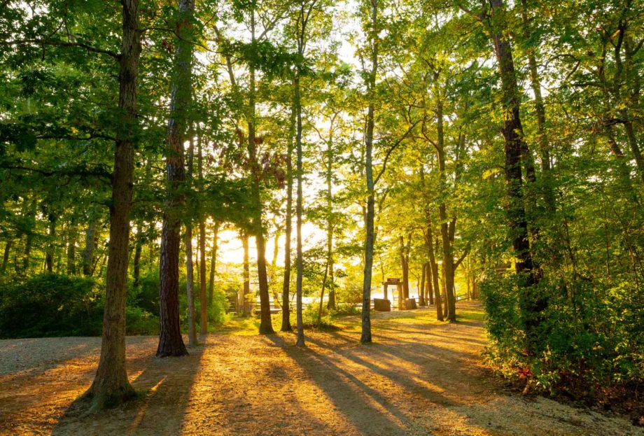 Trees on the grounds
